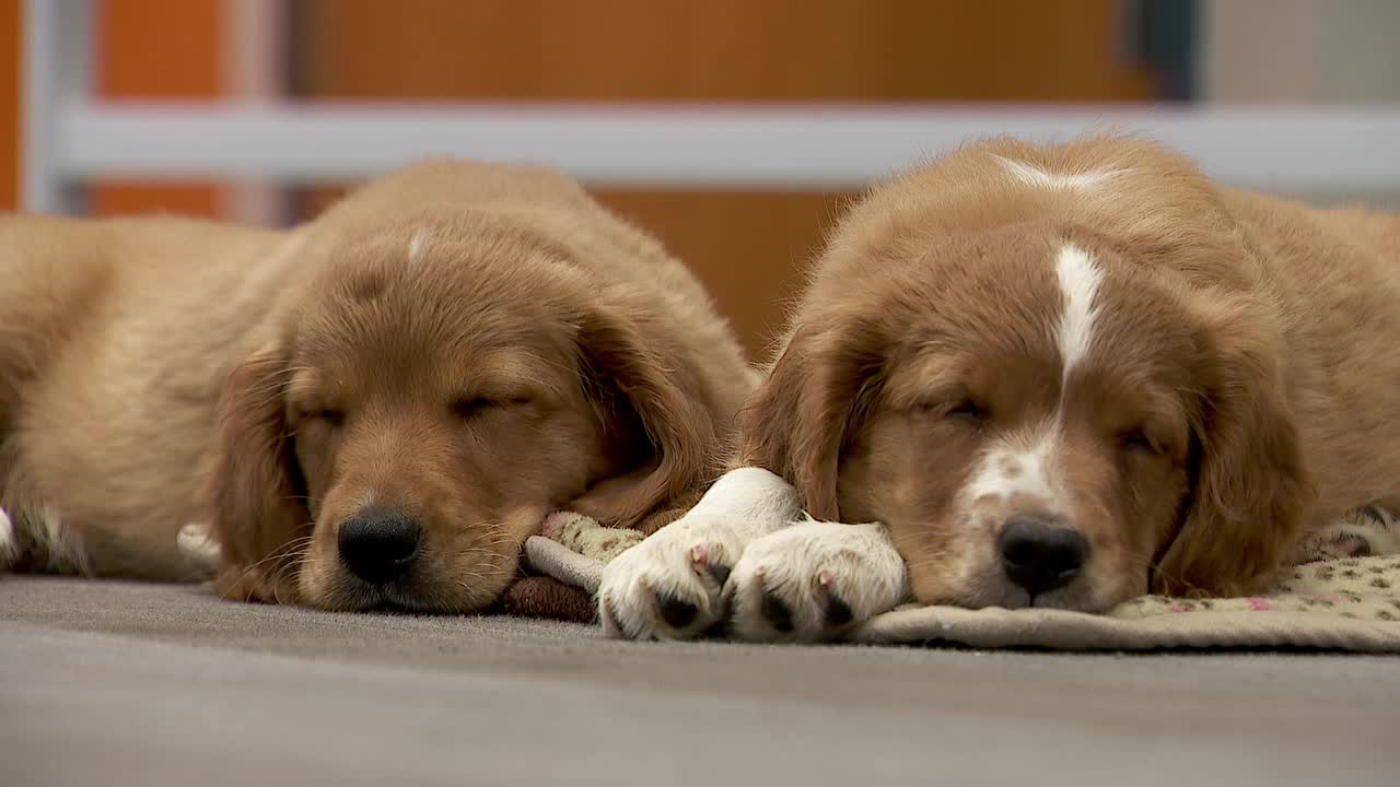 36 dogs rescued from unlicensed breeder in Cass County — Mankato Community news